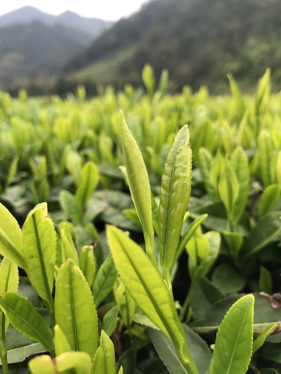 china tea, tea garden, thea viridis, tea, green tea, china, rural, china tea, china tea, china tea, china tea, china tea, tea garden, tea garden, tea garden, tea garden, tea garden, tea, tea, tea, tea, tea, green tea, green tea, green tea, china, china
