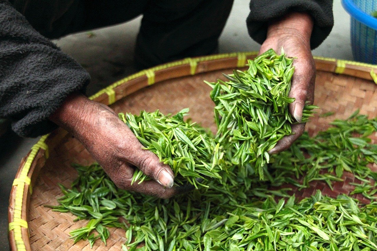tea, leaves, hands, fresh, drying, harvesting, harvest, agriculture, nature, tea leaves