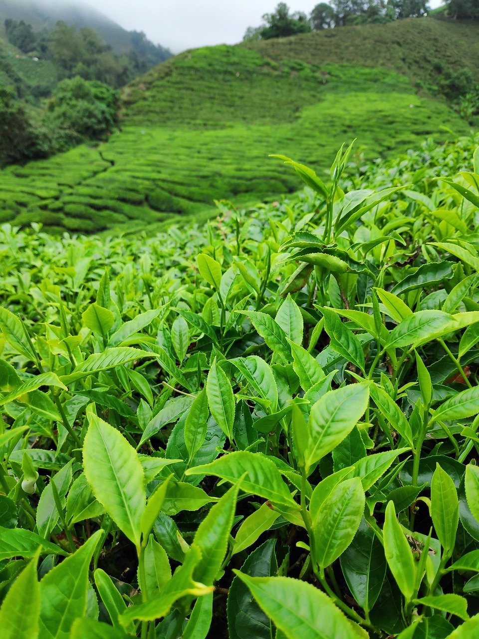 tea plantation, tea, nature, tea plantation, tea plantation, tea plantation, tea plantation, tea plantation, tea